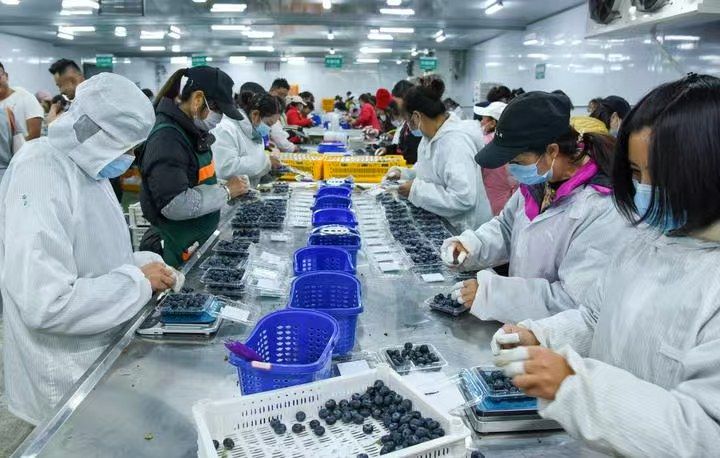 中国新特产”丨新华深读j9九游会登录解码“(图7)